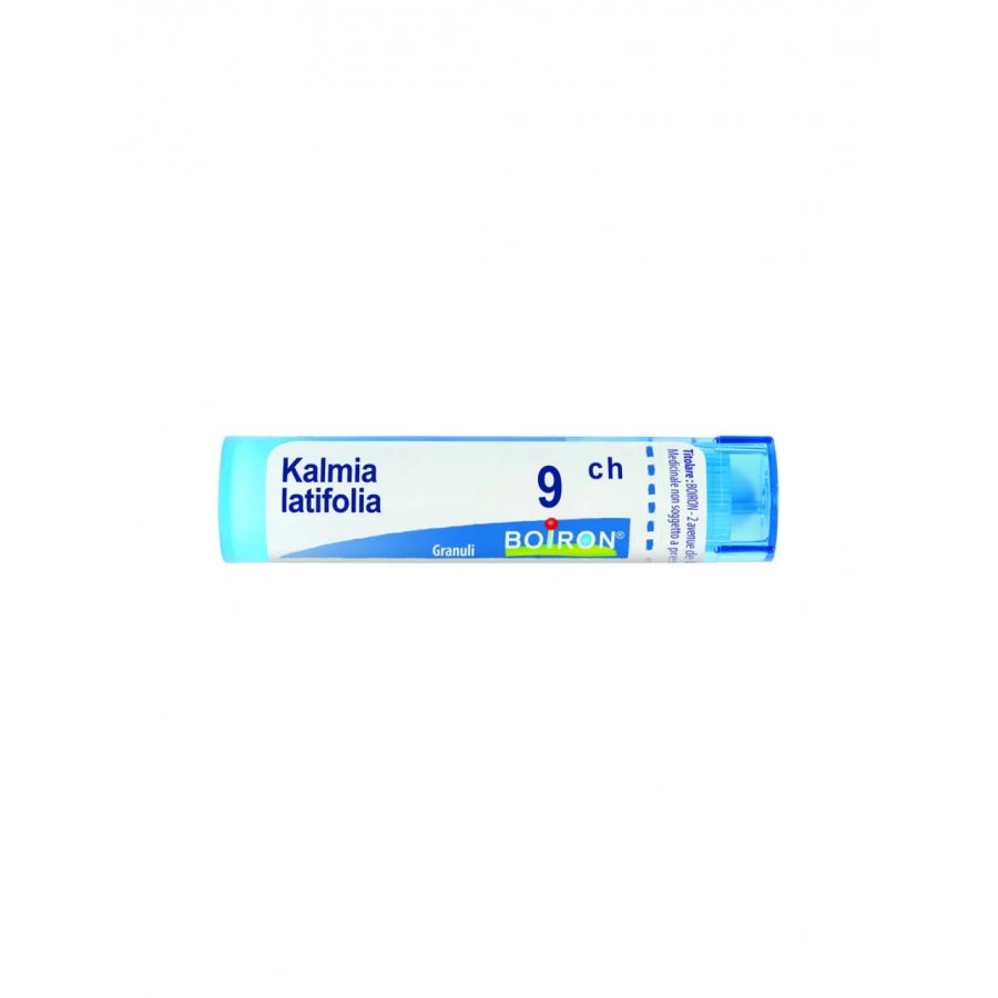 BO.KALMIA LATIFOLIA*9CH 80GR 4