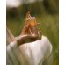 L'Amande Latte Eau de Parfum Latte e Biscotti, 100 ml L'Amande Latte Eau de Parfum Latte e Biscotti, 100 ml